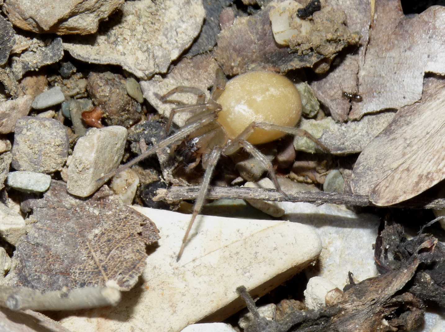 Femmina di Cheiracanthium mildei gravida
